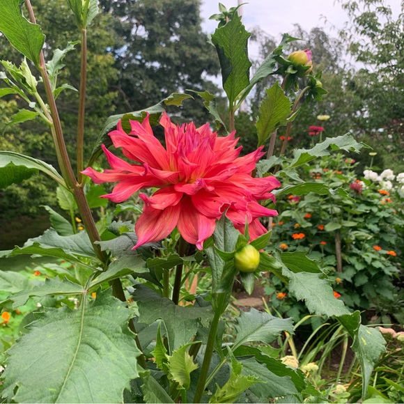 Hi🌿 - Picture 5 of 7